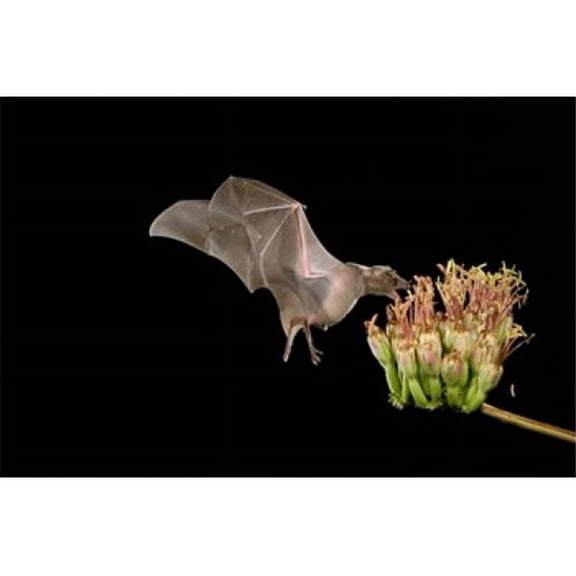 Posterazzi PDDNA02RNU0187 Lesser Long-Nosed Bat Poster Print by Rolf Nussbaumer - 35 x 23 in.