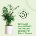 thumbnail image 2 of American Plant Exchange Areca Palm Houseplant in 4" Pot, Pet Friendly, Air Purifying, 2 of 7