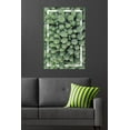 thumbnail image 4 of Cactus - Groupe, 4 of 4
