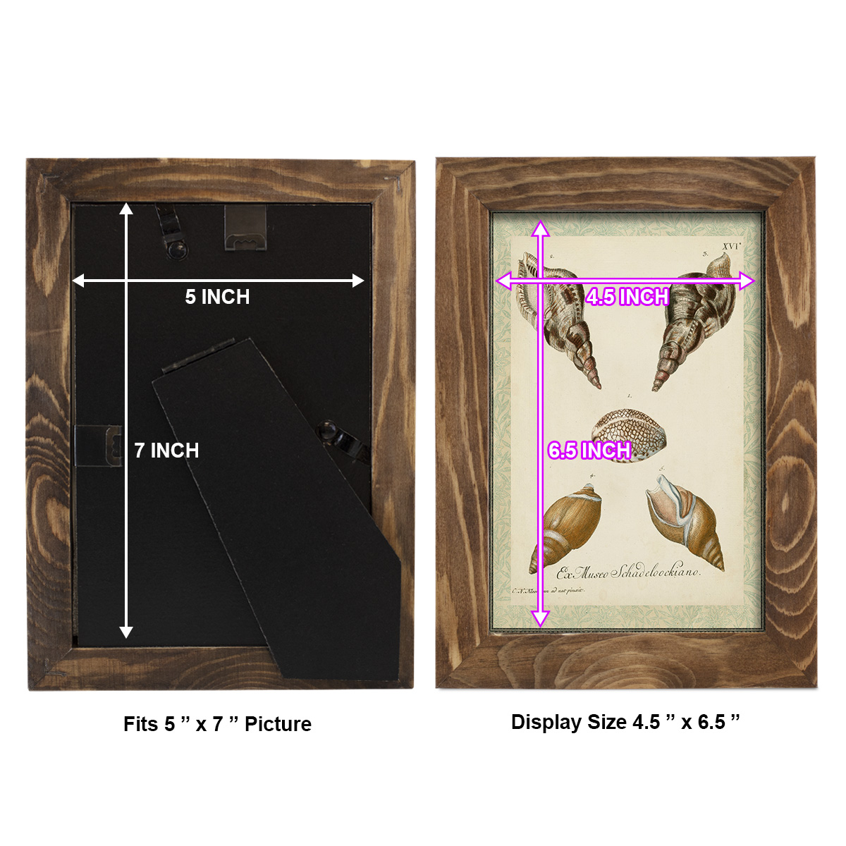 Bookplate Shells VIII - Framed Print w/glass - Walnut