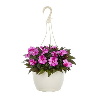 Hanging on sale plants walmart