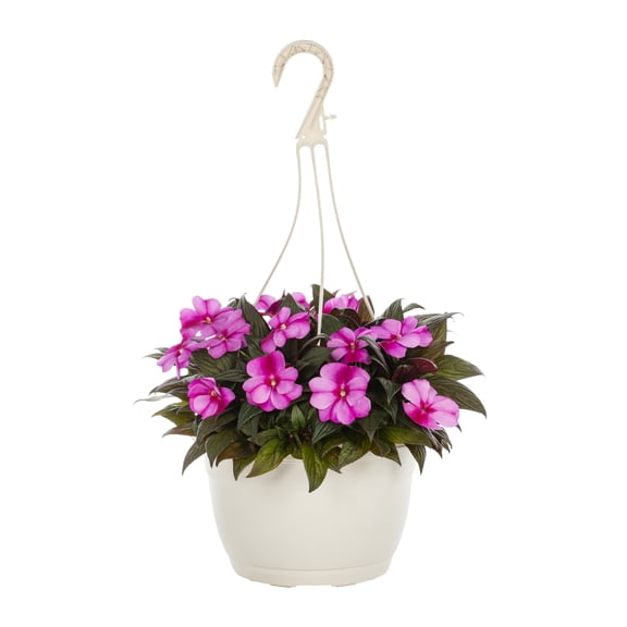 Expert Gardener 1.5gal Purple New Guinea Impatiens Live Annual Plant Hanging Basket Sun