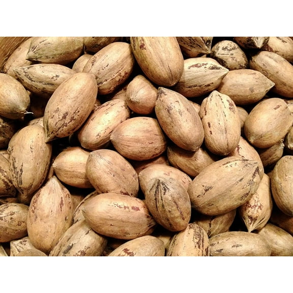 Texas Pecans whole with Shell 3 Pounds