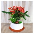 thumbnail image 3 of Plant Saucer Pot Tray 10 inch, 2 Packs Plastic Flower Planter Saucers and Drip Trays for Indoors Outdoors, Heavy Sturdy Durable Plant Plate Water Catcher (Terra Cotta), 3 of 5