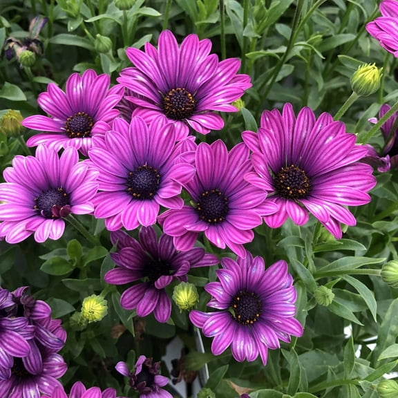 50 Purple Daisy Flower Seeds - MVR1 Tender Perennial Flower for Planting Garden Home Outdoor