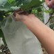thumbnail image 5 of 100 Uds bolsas de uvas red para verduras uvas bolsa de cultivo de protección de frutas, 5 of 5
