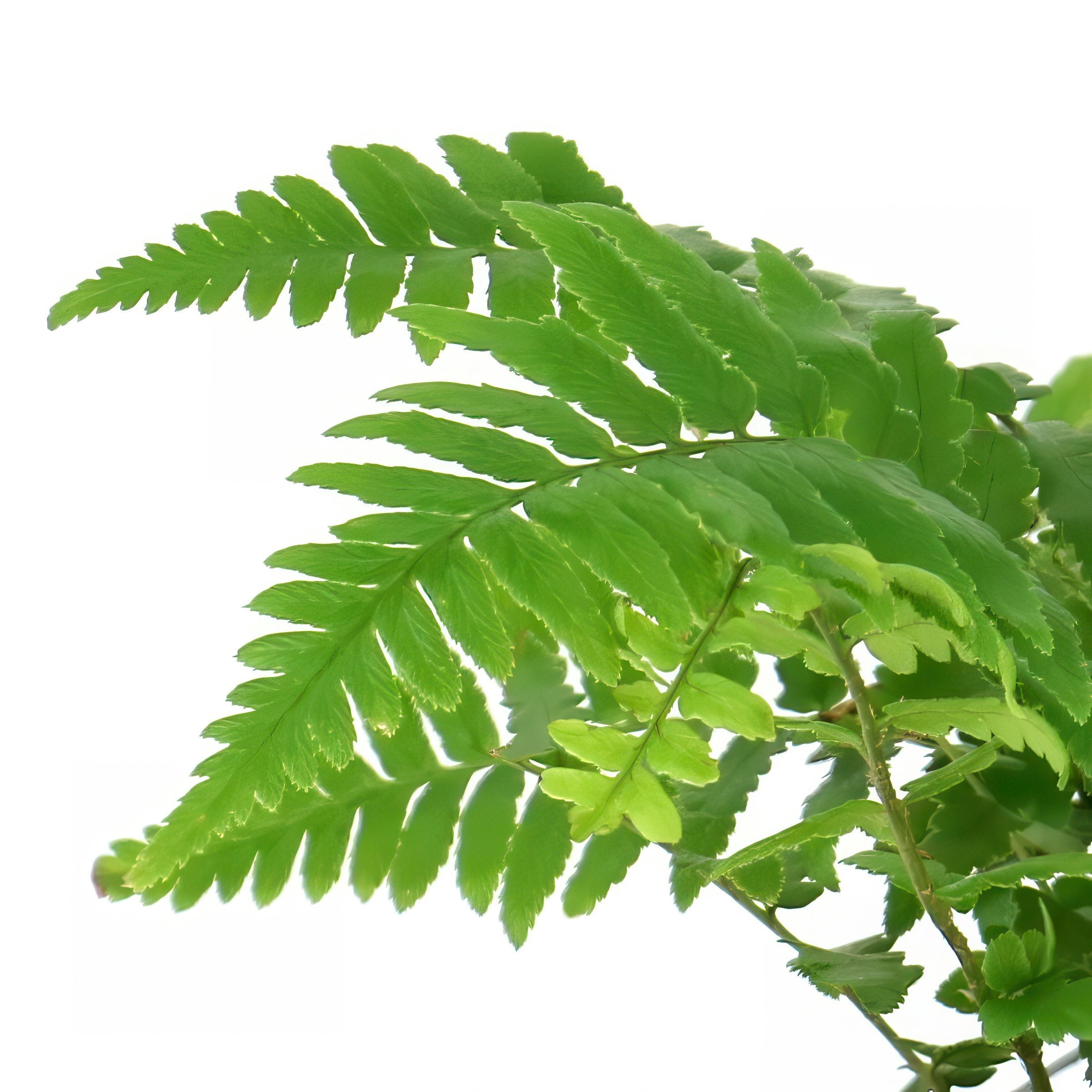 National Plant Network 1 gal. Southern Shield Fern