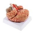 thumbnail image 2 of Modelo de cerebro humano, herramienta educativa anatómicamente precisa, ayuda didáctica de neuroanatomía para de exhibición de psicología e, 2 of 9