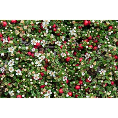 Thyme Leaf Cotoneaster thymifolia - 2.5" Pot - Bonsai/Fairy Garden