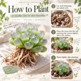 thumbnail image 5 of Succulent Plant Bare Root,Low Maintenance-Decoration, Ideal for Beds Borders, Plant Pots & Planters`, 5 of 7