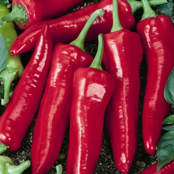 Big Jim Hot Pepper Garden Seeds - 4 Oz - Non-GMO, Heirloom Vegetable Gardening Seeds