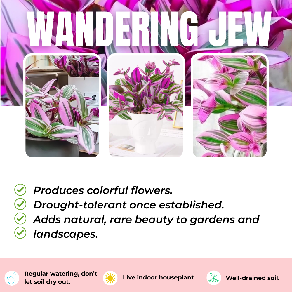 Pink Wandering Jew Live Plant in 2'' Pot, Tradescantia Nanouk Pink Wandering Jew Plants, Jew Plant Live, Live House Plants Indoor Plants