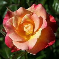 30 Seeds Climbing Joseph's Coat Rose Seeds Perennial Non, Mix for Garden Planting