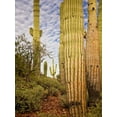 thumbnail image 2 of Drost, David 15x18 Gold Ornate Wood Framed with Double Matting Museum Art Print Titled - Cacti View IV, 2 of 4