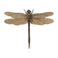 thumbnail image 3 of CafePress - Dragonfly Vintage Infant T Shirt - Infant T-Shirt, 3 of 4