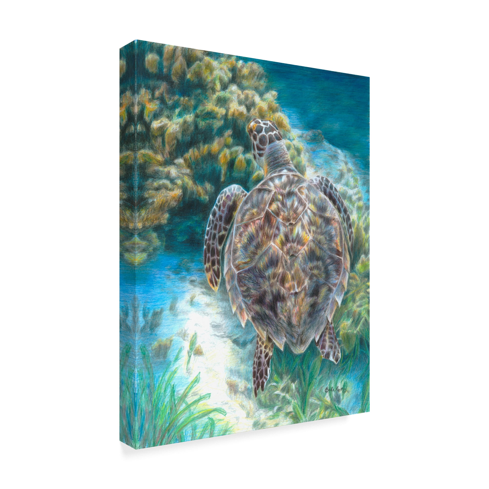 Trademark Fine Art 'Swimming Turtle' Canvas Art by Carla Kurt