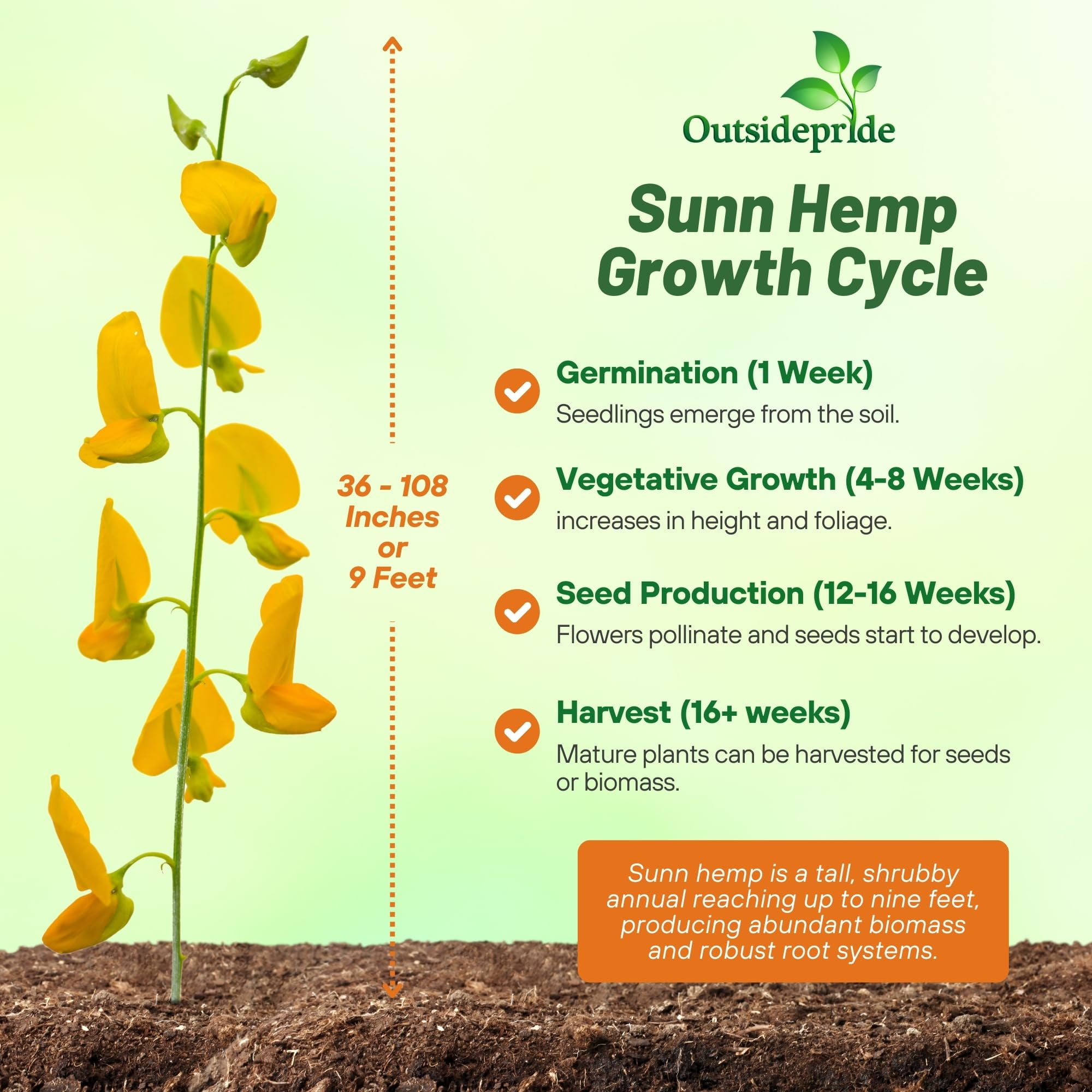 Outsidepride 5lb Sunn hemp 'Crotalaria Juncea' Plant Seeds