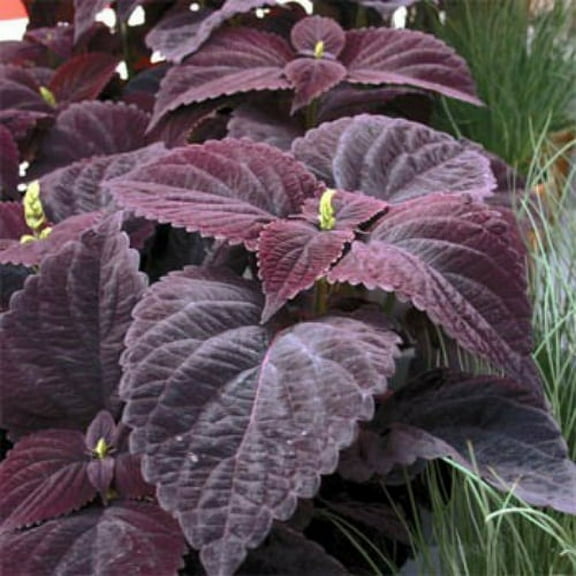 Outsidepride Coleus Dark Chocolate - 20 Seeds