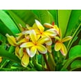 thumbnail image 2 of Perry, William 24x19 White Modern Wood Framed Museum Art Print Titled - Frangipani plumeria-Moorea-Tahiti-French Polynesia, 2 of 4