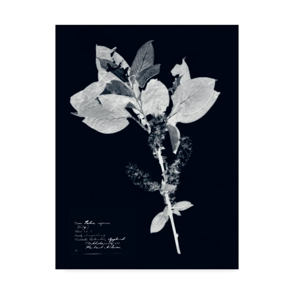 Trademark Fine Art 'Impressions on Indigo I' Canvas Art by Vision Studio