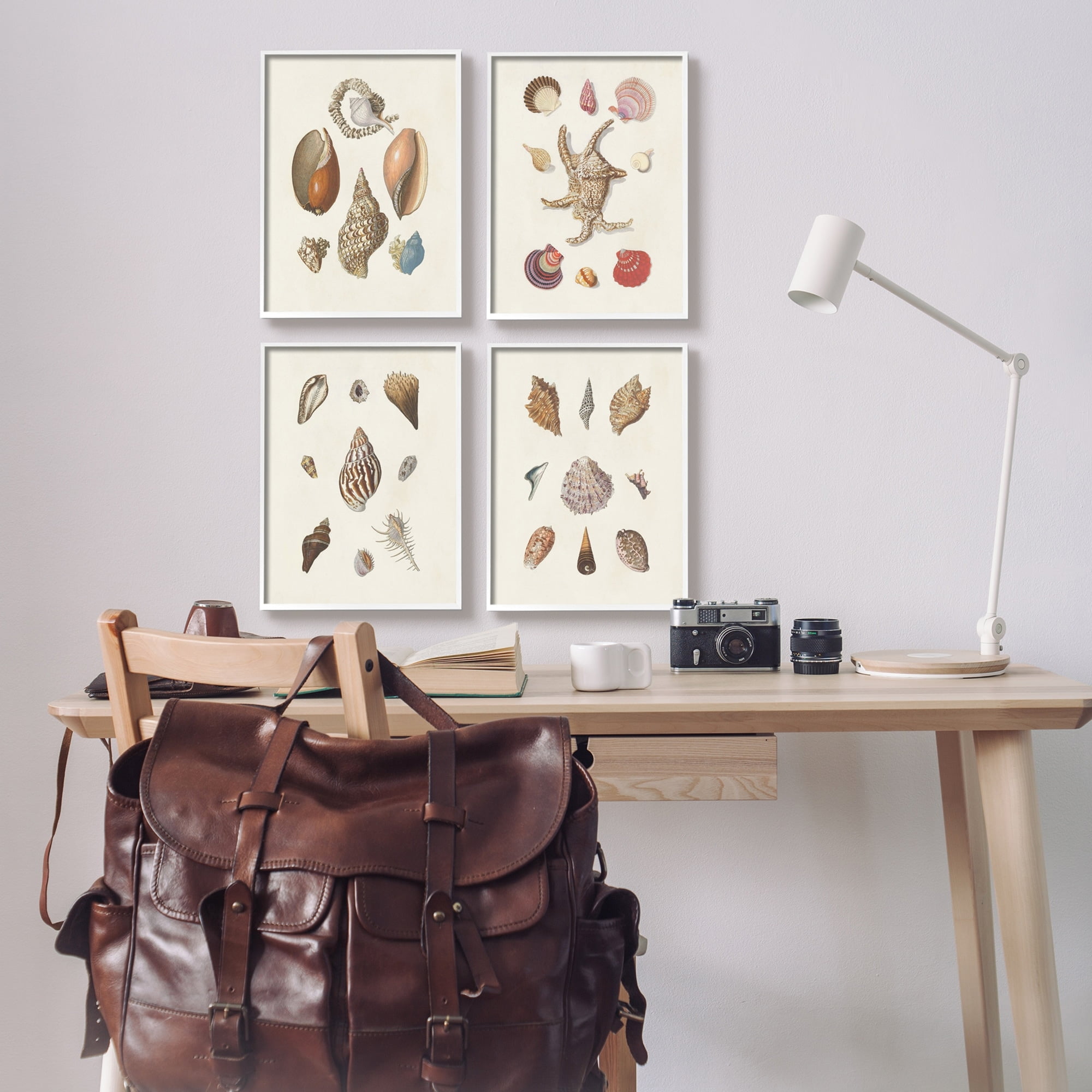 Stupell Industries Seashell Aquatic Life Latin Studies Detailed Beach Nature Graphic Art White Framed Art Print Wall Art, Set of 4, Design by Knorr