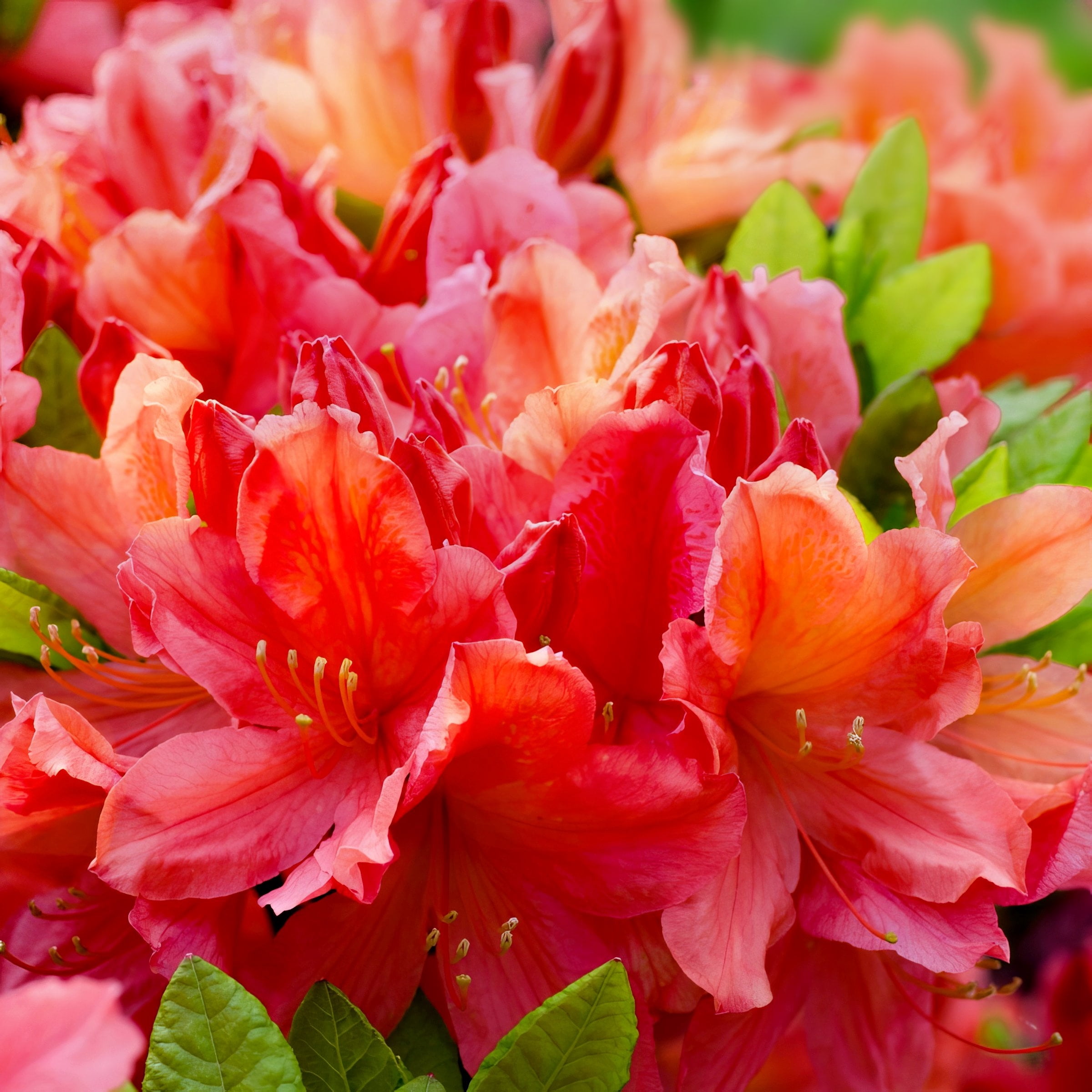 National Plant Network 3 gal. Native Azalea Jeb Stuart