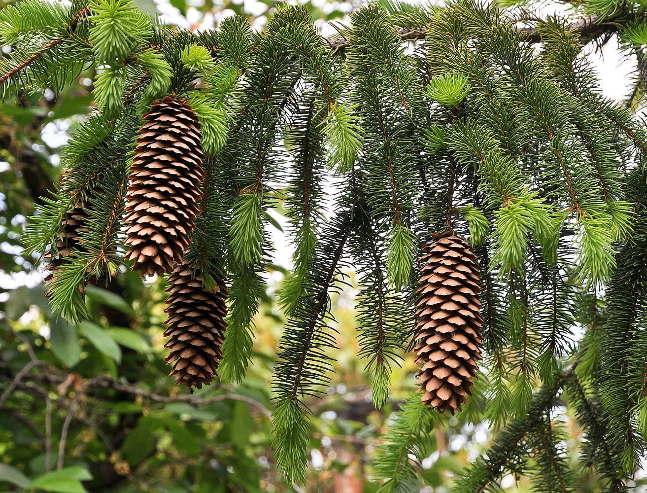Norway Spruce   Picea abies   Quart Pot