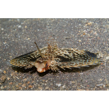 - Helmet gurnard in juvenile form Lembeh Strait Indonesia Poster Print by VWPicsStocktrek Images