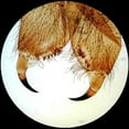 thumbnail image 4 of AmScope PS100D Prepared Microscope Slide Set for Basic Biological Science .., 4 of 4