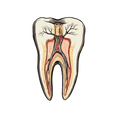 thumbnail image 5 of Realistic Tooth Anatomy Stickers, Waterproof Tooth Anatomy Sticker for Water Bottle Laptop Phone Cases Planner Skateboard Luggage Helmet Party Favor Decor, Ideal for Adults Teens Teacher Rewards, 5 of 9