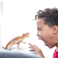 thumbnail image 2 of Figura de juguete Schleich Ceratosaurus Jurassic Dinosaur 4+ Years, 2 of 5