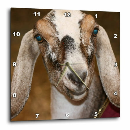 10 Inch Rally Stripes - 3dRose Nubian Dairy Goat Doe White Stripe Caprine sq , Wall Clock, 10 by 10-inch