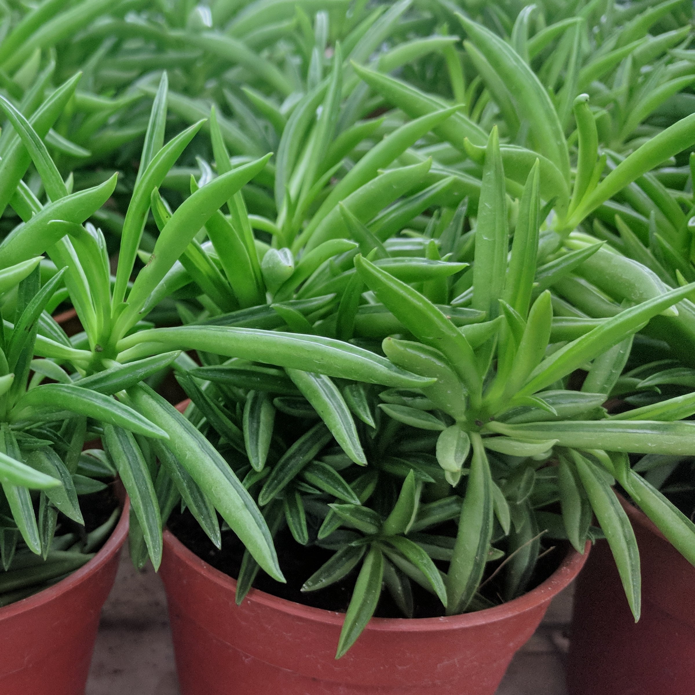4 in. Peperomia Nevada Happy Bean Plant in Grower Container