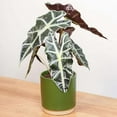 thumbnail image 4 of Alocasia Polly African Mask Live Plant for Indoor | Different Houseplants in 4'' & 6'' Pot | Real House Plant for Living Room, Office & Desk | Elephant Ears | Alocasia amazonica, 4 of 6