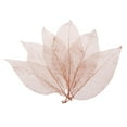 thumbnail image 2 of Abbracc 100Pcs Natural Magnolia Skeleton Leaf Leaves Card Scrapbook, 2 of 9