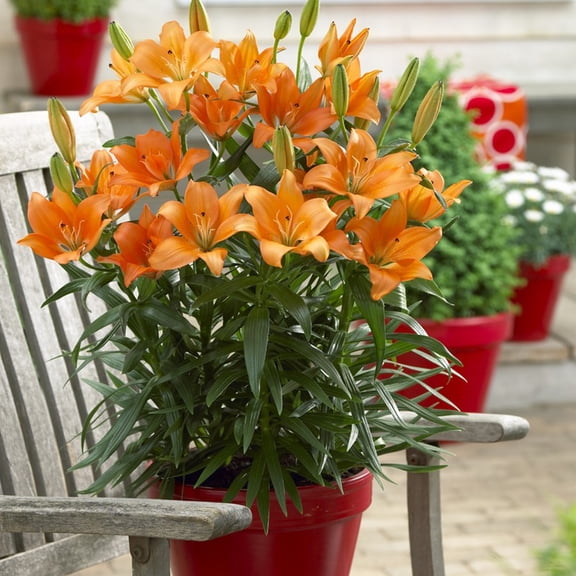 Van Zyverden Lilies Orange for Patio and Containers Set of 7 Bulbs Orange Partial Sun Perennial Easy to Grow 1 lb