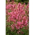 thumbnail image 4 of 30 Red AGASTACHE HEATHER QUEEN Hummingbrid Mint Hyssop Flower Herb Seeds, 4 of 10