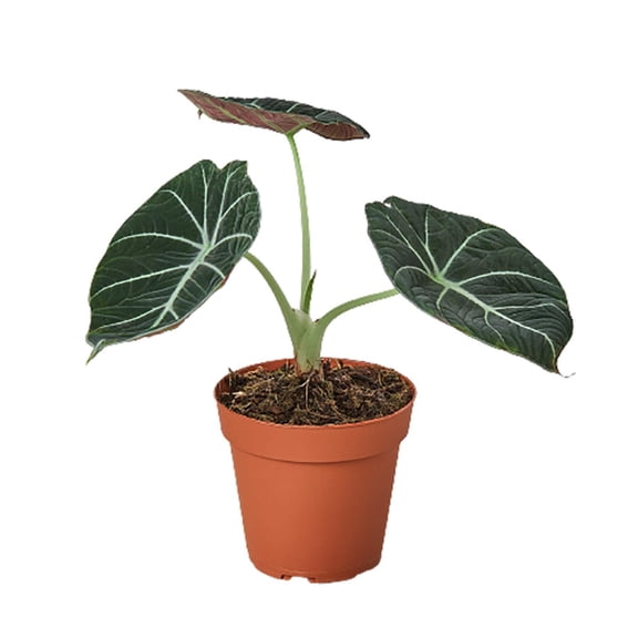 Alocasia Reginula 'Black Velvet', 4" Pot, Indoor Houseplant, Easy Care, Live Plant for Indoor & Outdoor