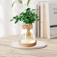 thumbnail image 2 of Jademall 2-Pcs Glass Plant Propagation Station, Desktop Hydroponic Planter Vase with Cork Lid & Wooden Base for Indoor Home & Office Decor, 2 of 9