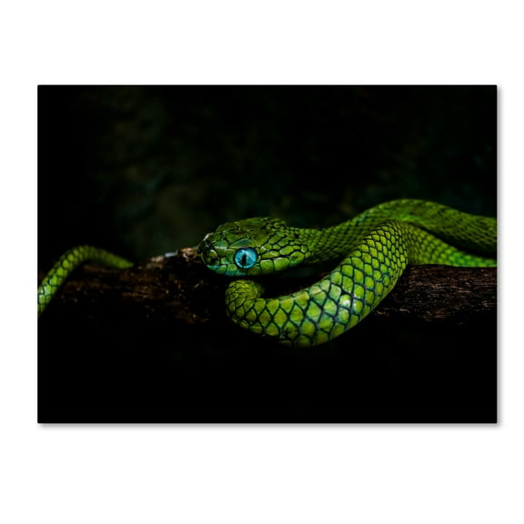 Trademark Fine Art 'Meandering' Canvas Art by Ferdinando valverde