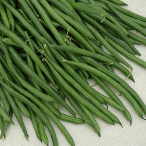 Green Bean Seeds Crockett Variety Green Bean Seeds Treated for