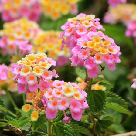 Pink Lantana Tree, Shrub Lantana Plants Live for Outdoor Planting, 4-9 Inches