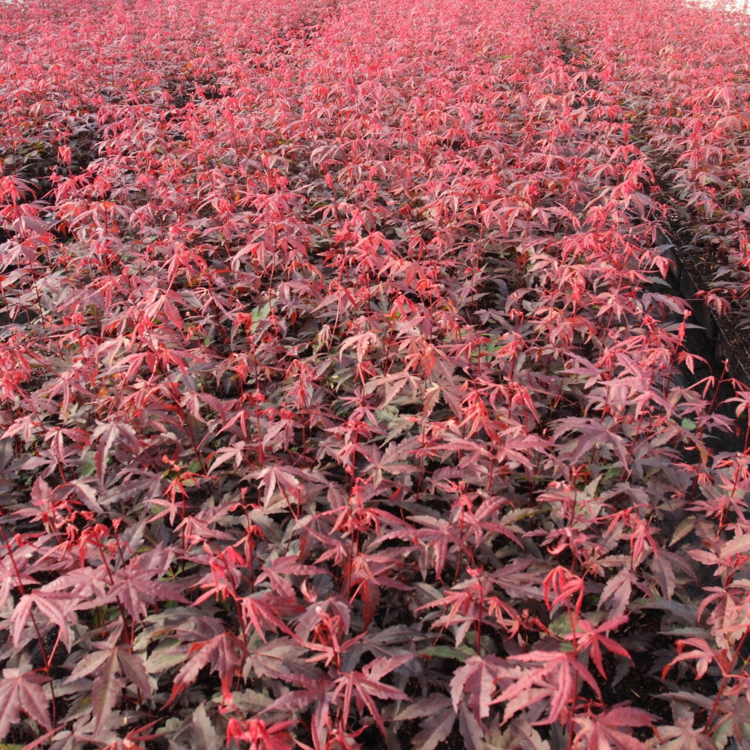 Expert Gardener 1-2' Maple Japanese Atropurpureum (var. atropurpureum) 1 gal. Grower Pot
