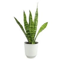 Zeylanica Snake Plant, Clean Air Houseplant | 4.25 in Decor Pot; Full Sun | Element by Altman Plants
