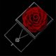 thumbnail image 4 of Preserved Real Rose With Love You Necklace In 100 Languages Gift Set, 4 of 4