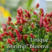 Tropical Plants of Florida 44 to 48 Braided Shrimp Tree; Red Flowers, Full Sunlight, Growers Pot