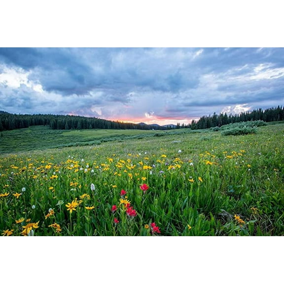 Iconic Arts Laminated 36x24 inches Poster: Countryside Field Flora Flowers Grass Grassland Idyllic Landscape Nature Outdoors Plants Rural Scenic Sky