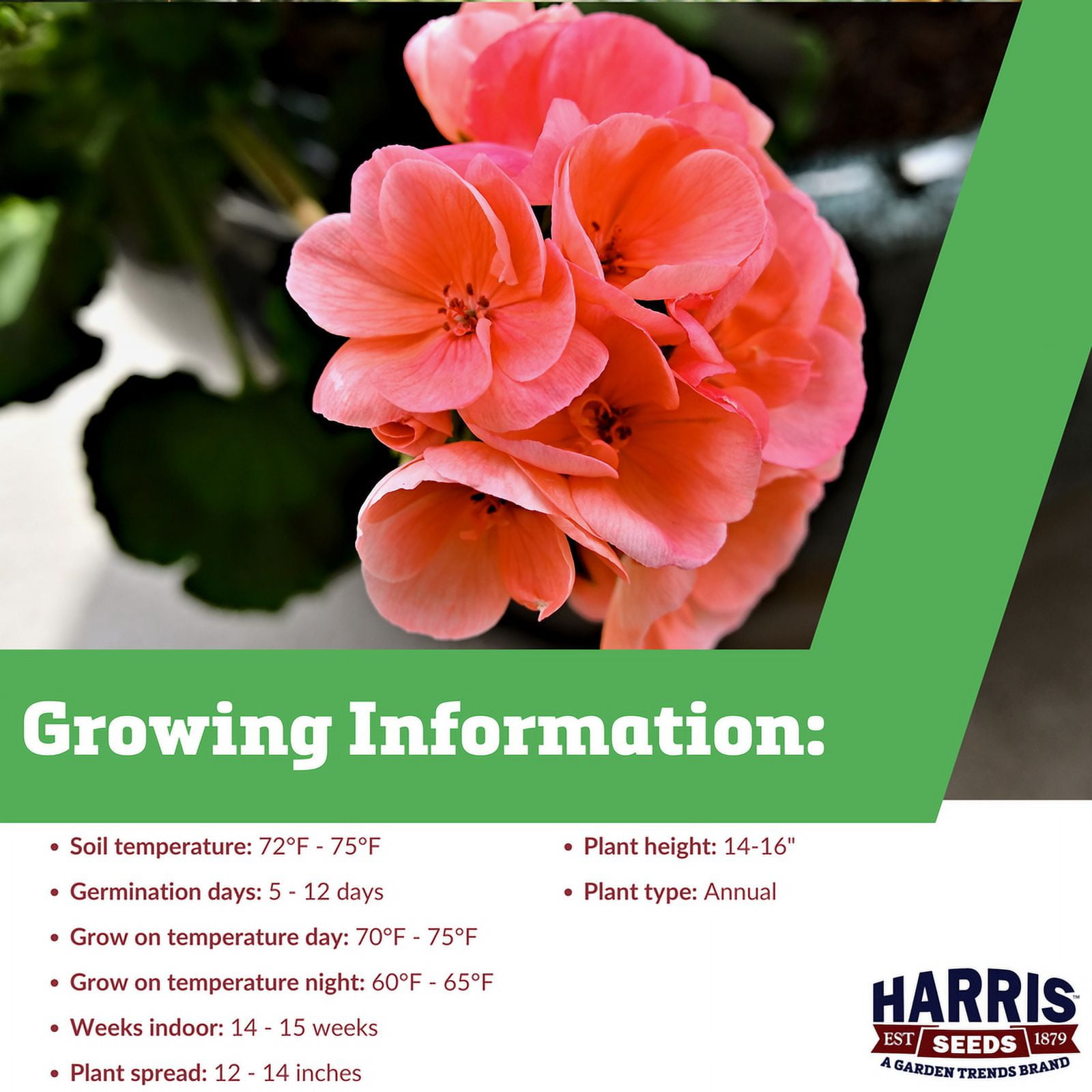 Harris Seeds Geranium Seeds for Planting - Maverick Salmon - 100 Seeds