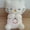 White KT, variant on KT Cat Kuromi Sleep-soothing Breathing Sound Light Companion Plush Toy Doll Soft Doll Gift