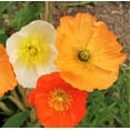 thumbnail image 2 of TomorrowSeeds - Iceland Poppy Seeds - 5,000+ Count - For 2026 Planting Papaver Paper Poppies, 2 of 9